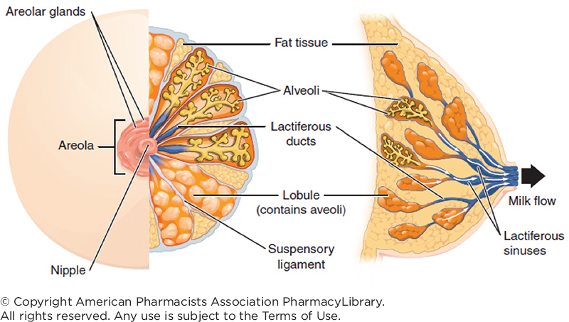  Anatomy Model Anatomy Model, Breast Model, Lactation